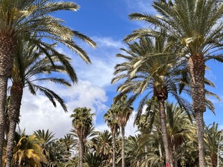 palm trees in the wind