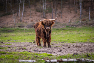 Krowy rasy Highland pasące się na polu - obrazy, fototapety, plakaty