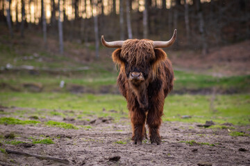 Fototapeta premium Krowy rasy Highland pasące się na polu