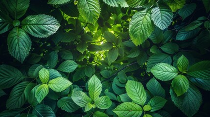 lush canopy from above, heart of the forest in springtime bloom, essence of life and sustainability, verdant, AI Generative - obrazy, fototapety, plakaty