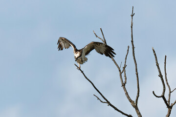 Balbuzard pêcheur, Pandion haliaetus, Western Osprey