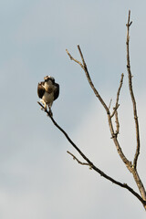 Balbuzard pêcheur, Pandion haliaetus, Western Osprey