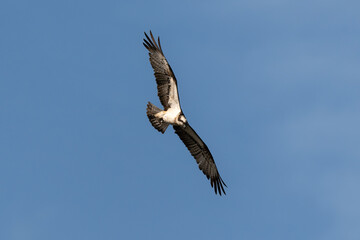 Balbuzard pêcheur, Pandion haliaetus, Western Osprey
