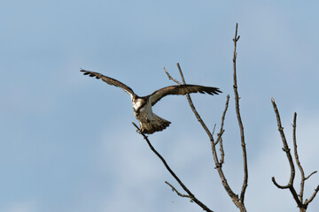 Balbuzard pêcheur, Pandion haliaetus, Western Osprey
