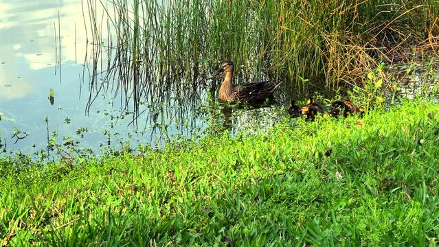 Animal family duck and ducklings by lakeside