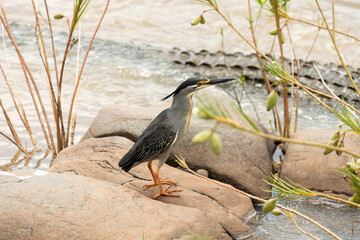Bihoreau gris, Héron bihoreau,.Nycticorax nycticorax, Black crowned Night Heron, Crocodile du Nil, Crocodylus niloticus, Parc national Kruger, Afrique du Sud