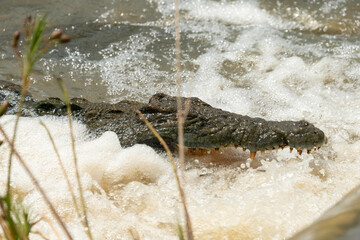 Crocodile du Nil, Crocodylus niloticus, Parc national Kruger, Afrique du Sud