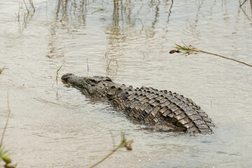 Crocodile du Nil, Crocodylus niloticus, Parc national Kruger, Afrique du Sud
