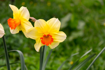 Daffodil flowers blossom. Yellow petals narcissus bloom closeup. Macro photography beautiful daffodils. Green grass background with copy space. Spring floral wallpaper.