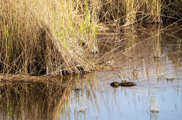 Coypu (Myocastor coypus) in the nature habitat