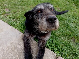An old black dog with a gray beard is lying on the green grass with his paws on the concrete path. The topic of pets and their care.
