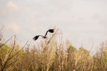 heron in oasi di porta lake in tuscany