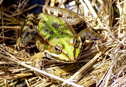 frog in a garden near my house