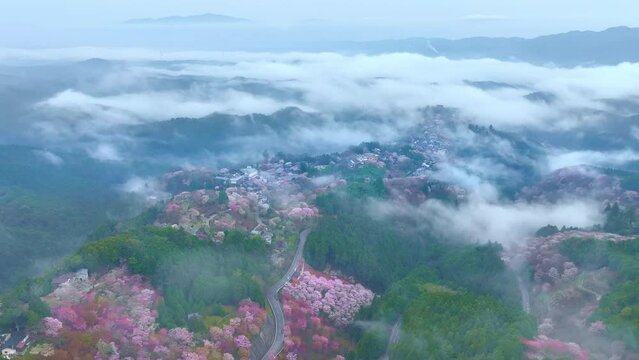 aerial view of cherry blossom in Japanese mountains, foggy spring morning in Yoshino mountains, Japan, sakura in bloom in Nara, Japan, drone view of Japanese cherry blossom