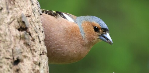 Chaffinch 