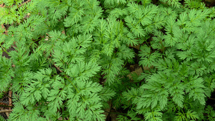 green leaves of a wild plant in a spring forest