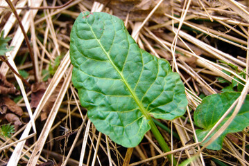 green leaf of plant in dry grass in spring in field