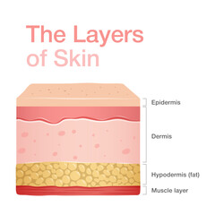 Diagram of normal human skin structure. Infographic with detailed description of skin layers. Vector illustration can be used for educational purpose for medical science and dermatology.. - obrazy, fototapety, plakaty