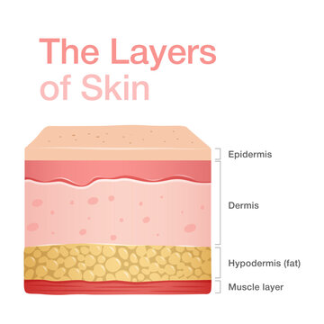 Diagram of normal human skin structure. Infographic with detailed description of skin layers. Vector illustration can be used for educational purpose for medical science and dermatology..