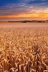 Sunset, open field and wheat plants on farm, ecology and travel to countryside or outdoor nature. Dusk, food and earth for landscape or peace and calm sustainability, grain and growth in environment