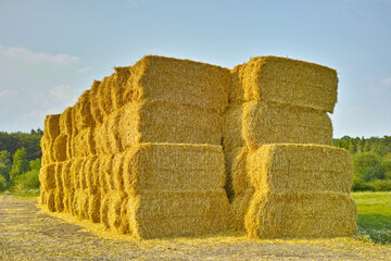 Grass, bale and stack of hay in field from harvest of straw in summer on farm with agriculture. Farming, haystack and collection of grazing from sustainable growth in countryside and pasture