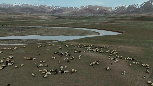 Aerial Sheep Herd and a Shepard in a valley near a stream in Van Province of Turkey Stock Video