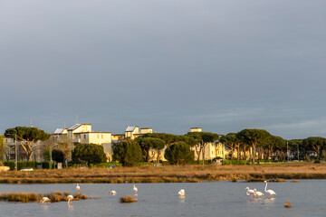 Flamingos in Landscape protection area named Valli di Comacchio in Italy, Europe