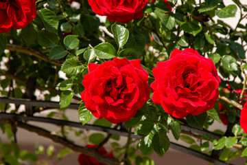 Beautiful red roses in the garden on a sunny summer day. Red rose blooming in the garden on sunny day.