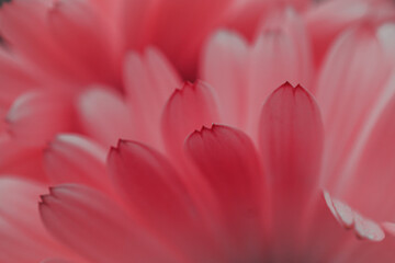 beautiful red flower petals in springtime, red background