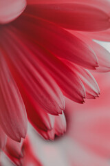 beautiful red flower petals in springtime, red background