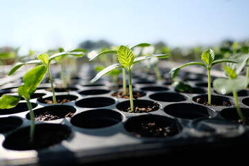 Melon seedlings in seed trays