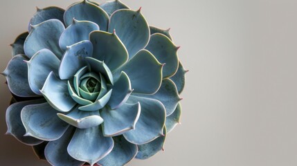 Close-up view of a beautiful Echeveria plant showcasing the botanical symmetry and natural pattern of succulent leaves in a garden setting - obrazy, fototapety, plakaty