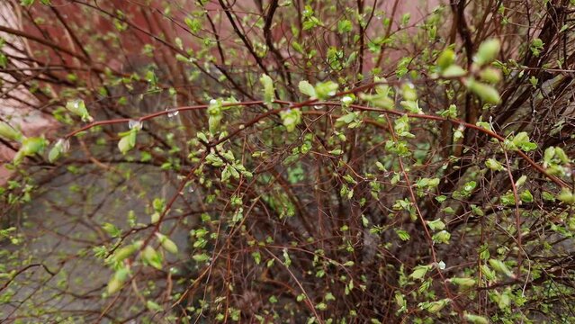 Branches of spiraea with spring leaves covered with water drops