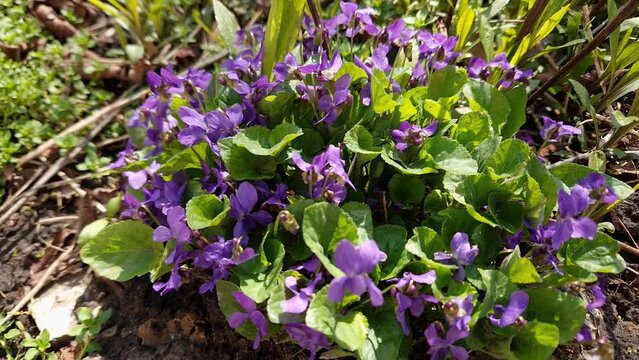 Blooming wild violet on glade in sunny day, top view