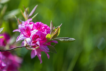Pink flowers of Rhododendron indicum, macro photo