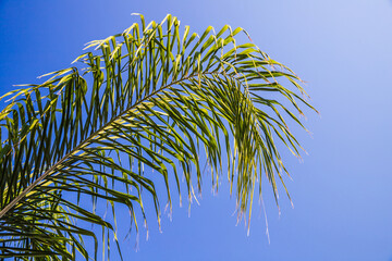 Palm tree leaf is under blue sky on a sunny day, tropical background