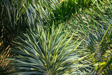 Green palm tree leaves