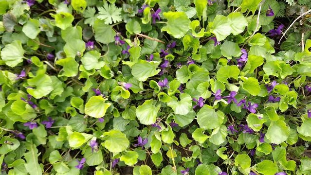Blooming wild violet on glade in sunny day, top view