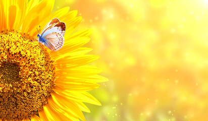 Butterfly on sunflower on blurred sunny nature background. Horizontal agriculture summer banner...