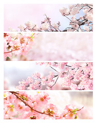 Set of horizontal banner with sakura flowers of white and pink colors. Collection of beautiful nature spring background with a branch of blooming sakura. Hanami time in Japan