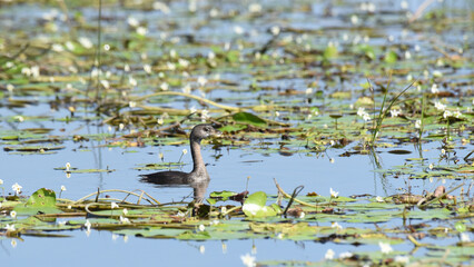 Birds of Costa Rica: Pied-billed grebe (Podilymbus podiceps)