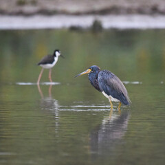 Birds of Costa Rica: Tricolored Heron (Egretta tricolor)