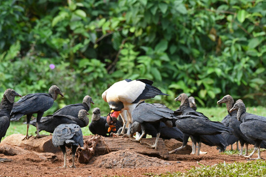 Birds of Costa Rica: King Vulture (Sarcoramphus papa) and Black Vultures (Coragyps atratus)