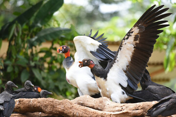 Birds of Costa Rica: King Vulture (Sarcoramphus papa)