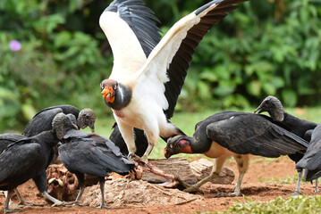 Birds of Costa Rica: King Vulture (Sarcoramphus papa) - obrazy, fototapety, plakaty