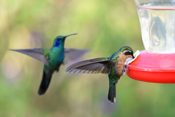 Birds of Costa Rica: Purple-throated Mountain-gem (Lampornis calolaemus)