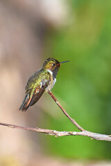Birds of Costa Rica: Volcano Hummingbird (Selasphorus flammula)