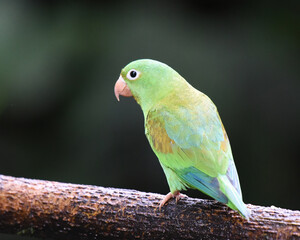 Birds of Costa Rica: Orange-chinned Parakeet (Brotogeris jugularis)