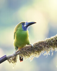 Birds of Costa Rica: Emerald Toucanet (Aulacorhynchus prasinus)