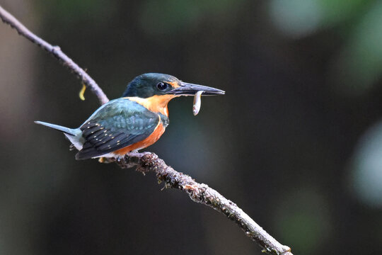 Birds of Costa Rica: American Pygmy Kingfisher (Chloroceryle aenea)